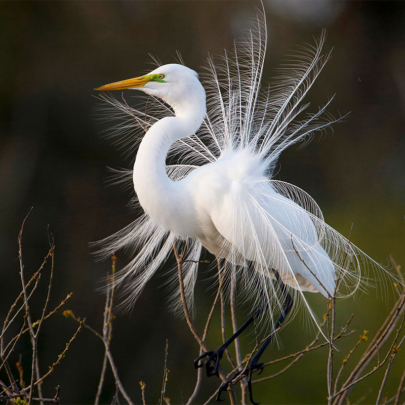 A Great Egret in breeding plumage.