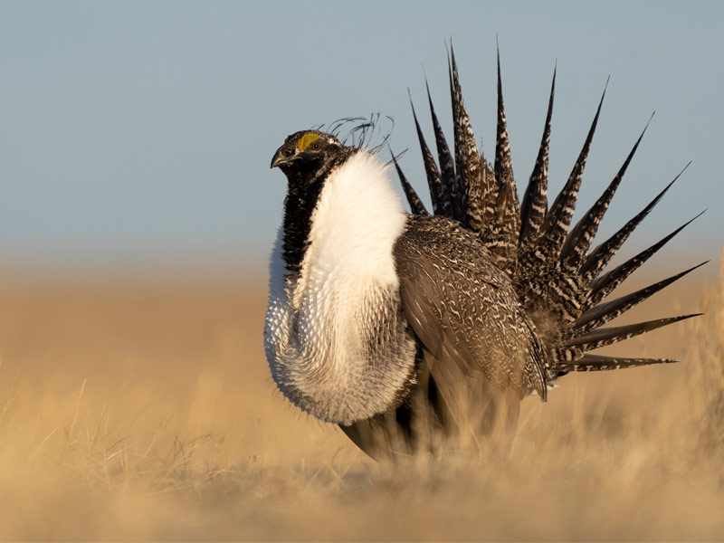 Photo of a male Greater Sage-Grouse.