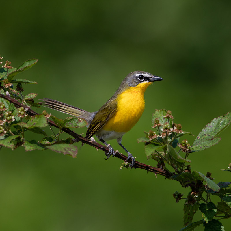 A yellow-breasted chat, a bird with a bright yellow breast, perches on a branch.