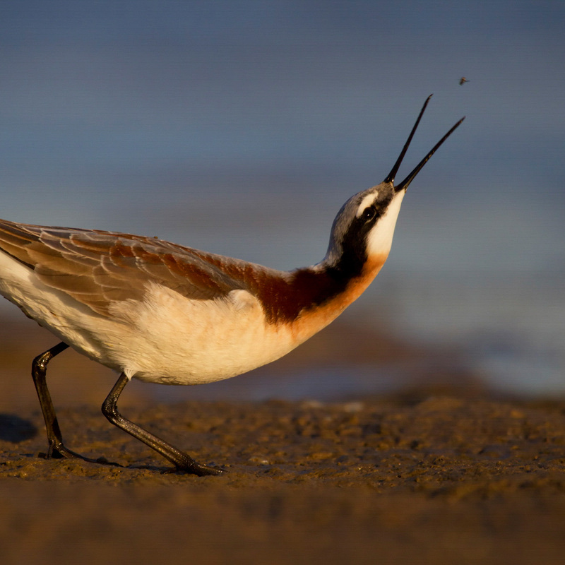 A Wilson's Phalarope, a warmly-colored wading bird, arcs its head up with an open beak to catch a bug.