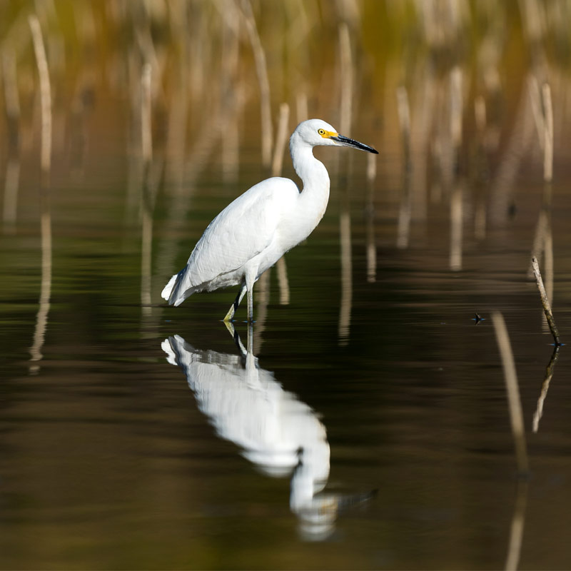 Photo of a Snowy Egret wading near reeds. Credit: Kevin Rutherford/Audubon Photography Awards
