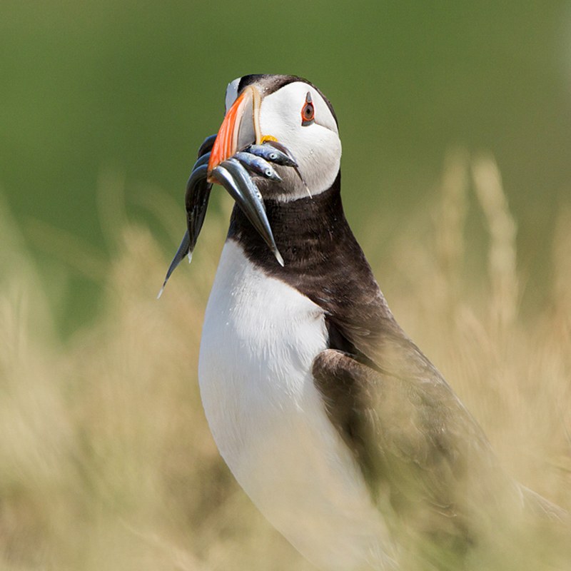 An Atlantic Puffin with a beak full of small fish. 