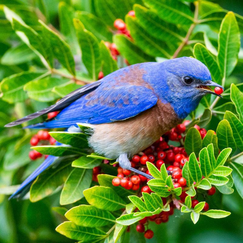 A male blue and orange Western Bluebird eats red berries off a bush.