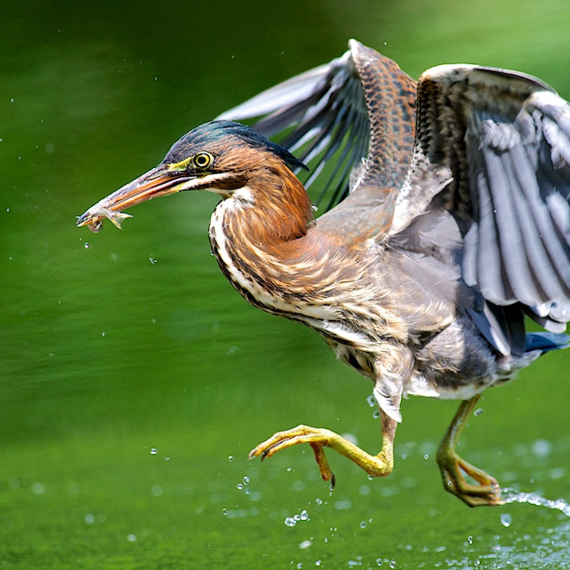 A Green Heron looks as if it's skipping on the water's surface with a small fish in its beak.