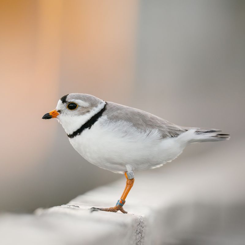 A Piping Plover standing with banded legs.