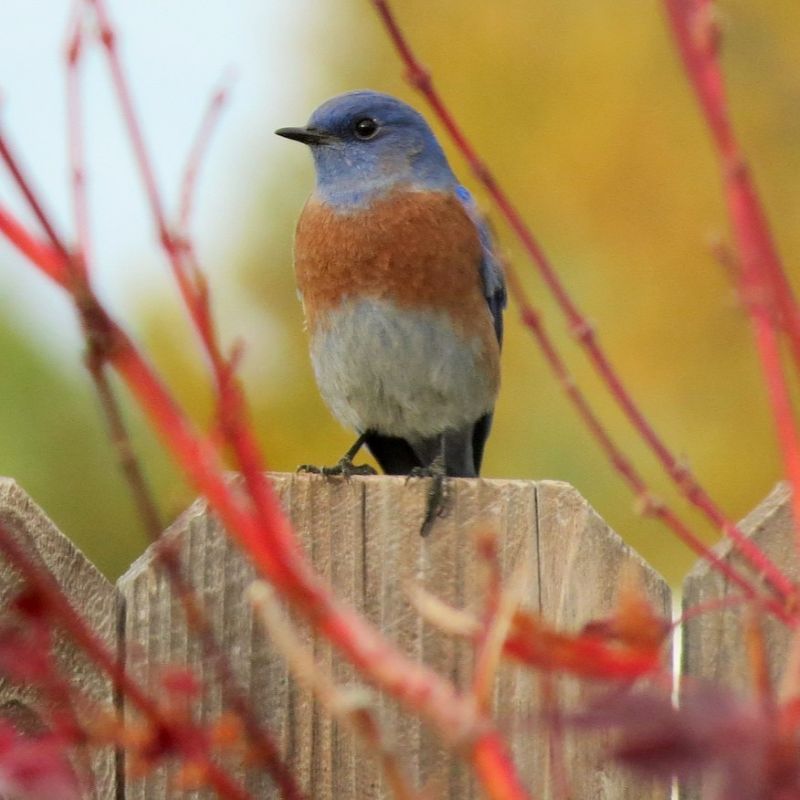 A Western Bluebird, a blue bird with an orange and white breast, perches on a fence.