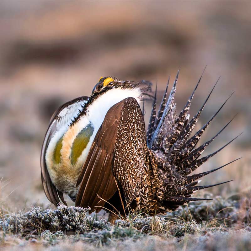 Male Greater Sage-Grouse