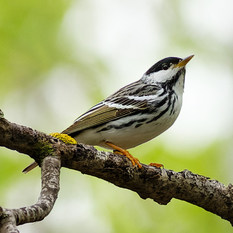 A Blackpoll Warbler, a black and white songbird, perches on a branch.