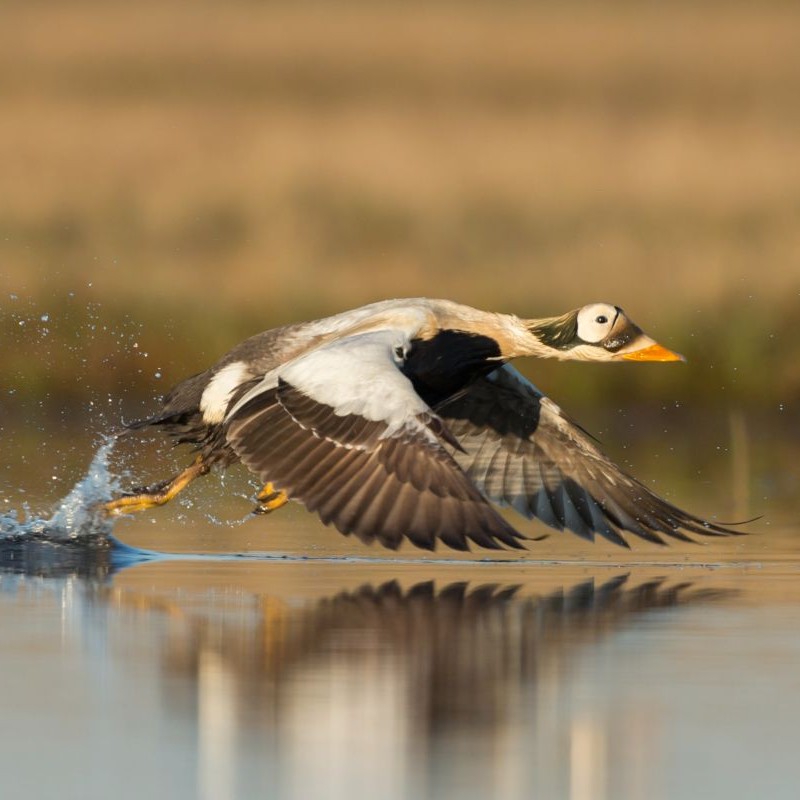 A Spectacled Eider, a large black and white duck, flies low over water.