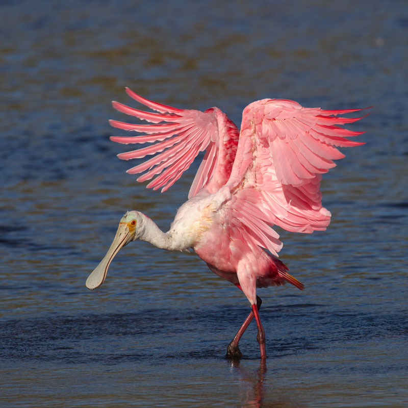 Photo of a Roseate Spoonbill standing in shallow water. 