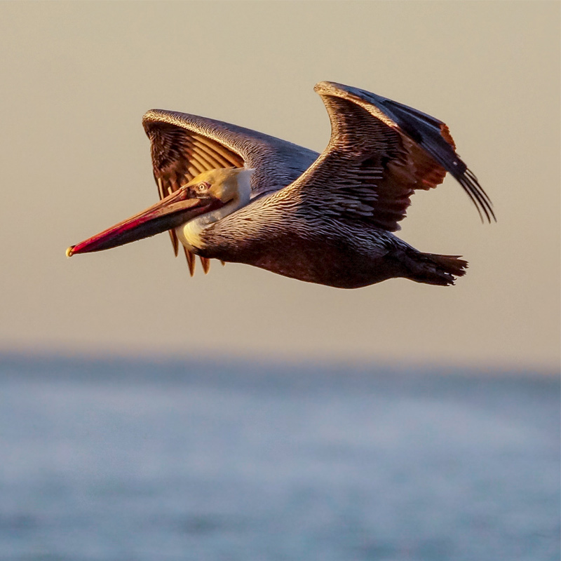 Photo of a Brown Pelican soaring over the ocean. Credit: Joanne Bartkus/Audubon Photography Awards