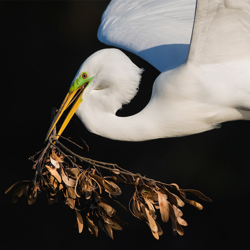 Great Egret holding a branch in its beak.