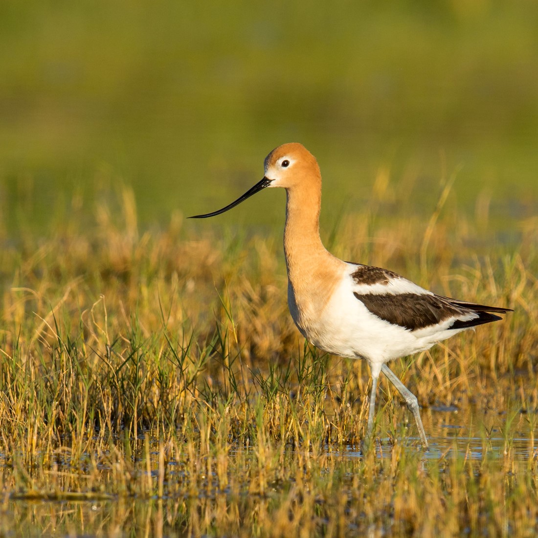 An American Avocet wades through some marshy water.