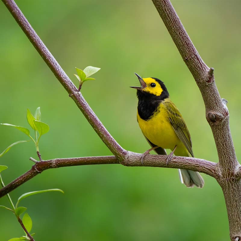 Hooded Warbler chirping while perched on a thin and sturdy tree branch. 