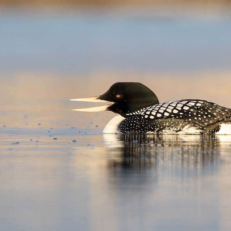 Yellow-billed Loon in a large body of water. 