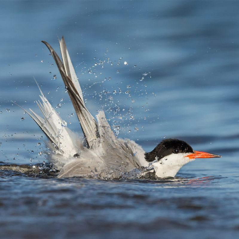 Common Tern splashing in water.