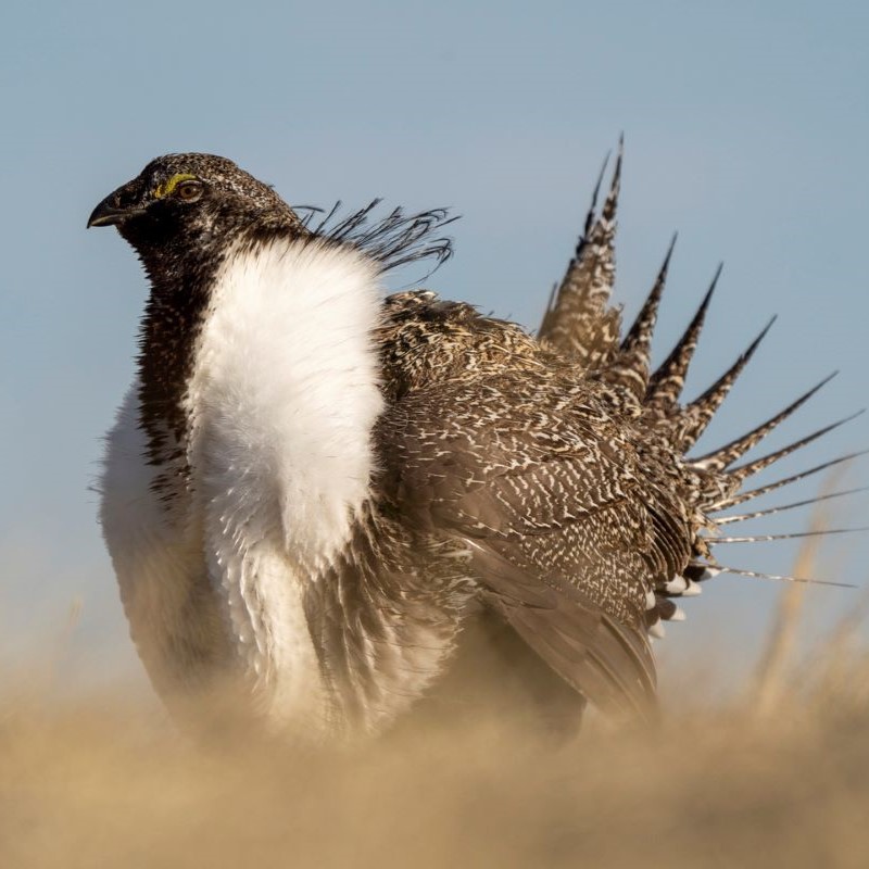 A male Greater Sage-Grouse stands in a grassy field.