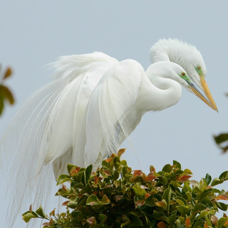 Great Egrets.