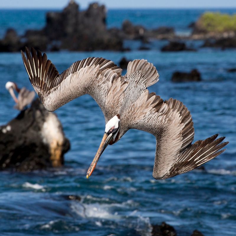 A Brown Pelican dives into the ocean with large dark rocks jutting out of the water.