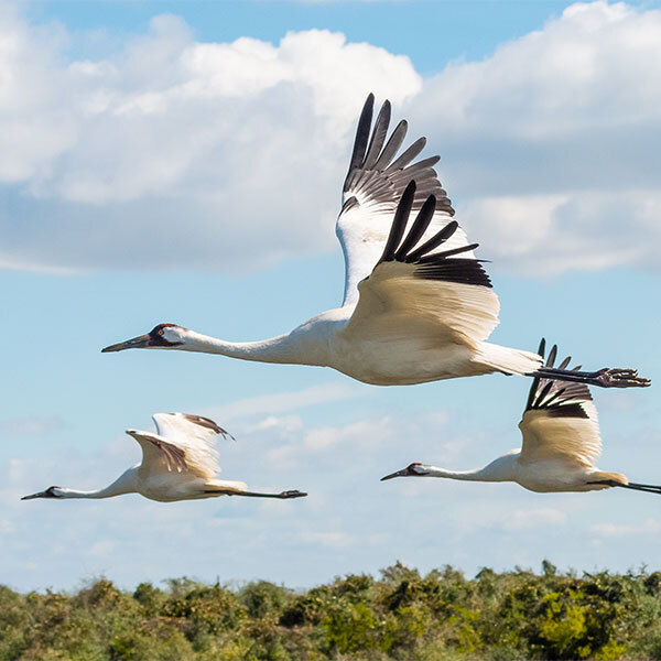 Whooping Cranes fly above the trees.