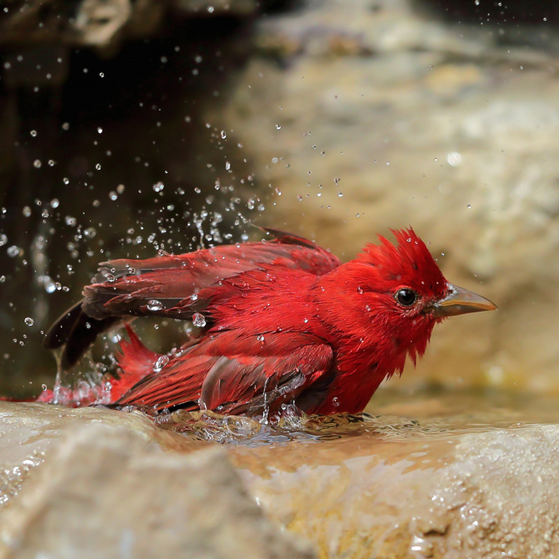 A male summer tanager, a bright red bird, bathes in a shallow pool of water.