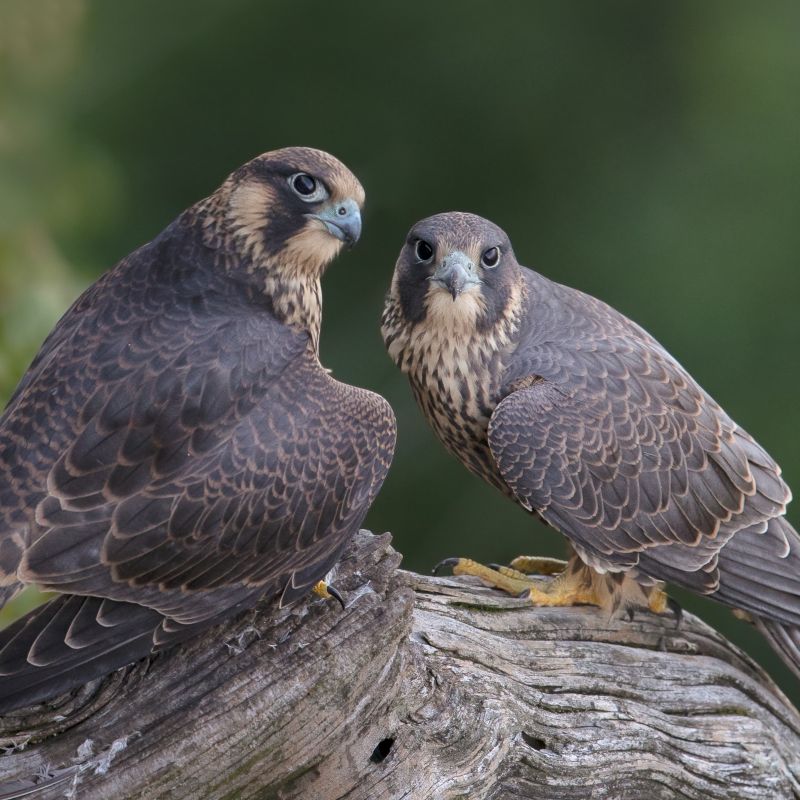 Two Peregrine Falcons stand together on a tree branch.