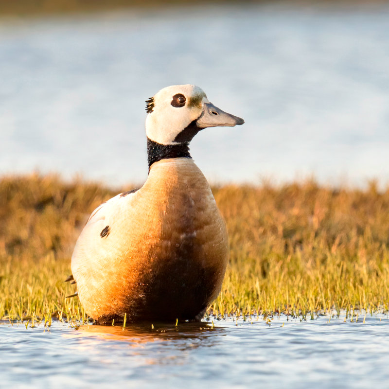 A Steller's Eider, a brown duck with a black collar and white face, sits in some shallow water.