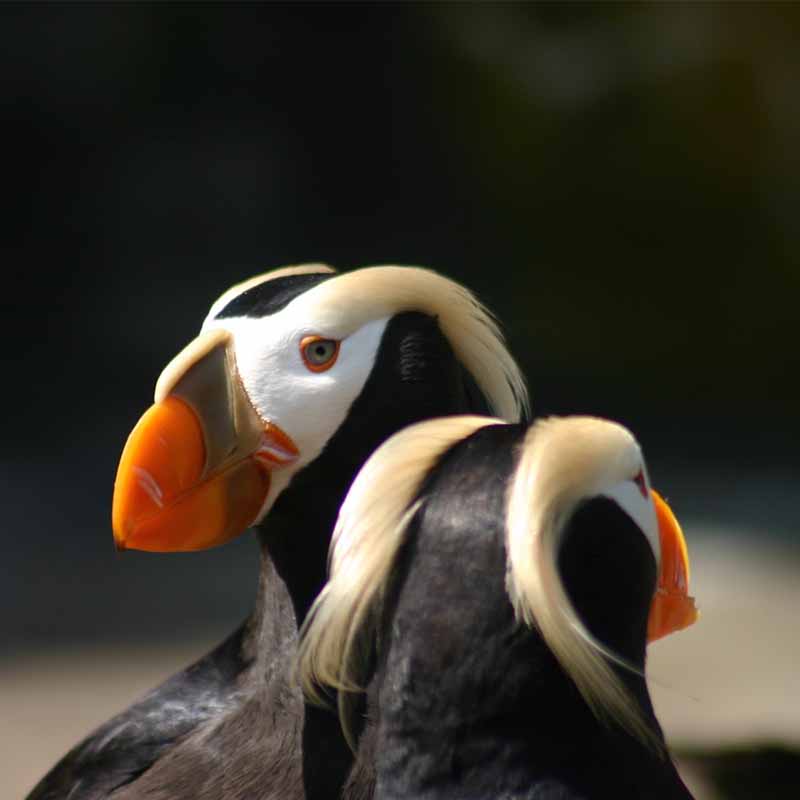 Tufted Puffins.