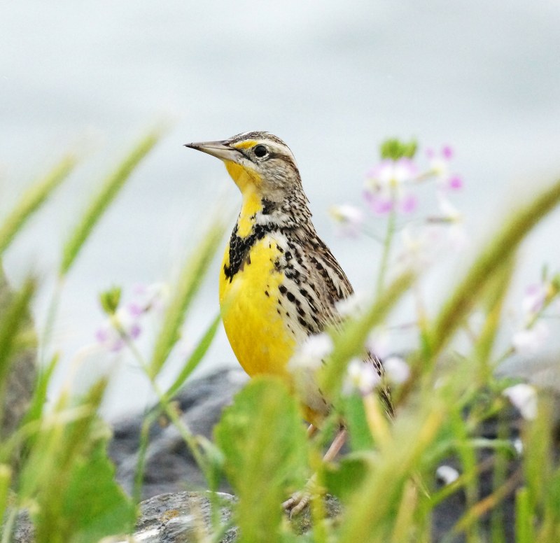 A Western Meadowlark stands in bright yellow behind a foreground of green grass 