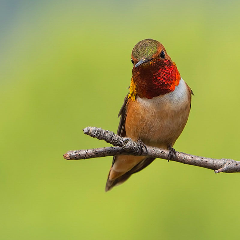 A Rufous Hummingbird is perched on a branch.