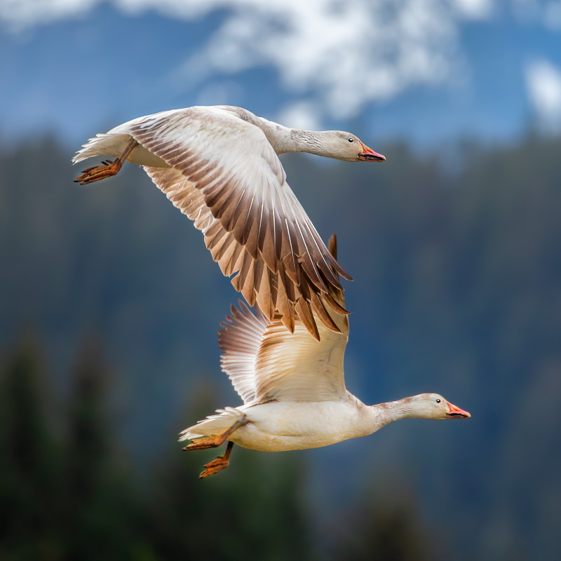 Two Snow Geese fly against a backdrop of pine trees and the snowy mountains of Alaska.