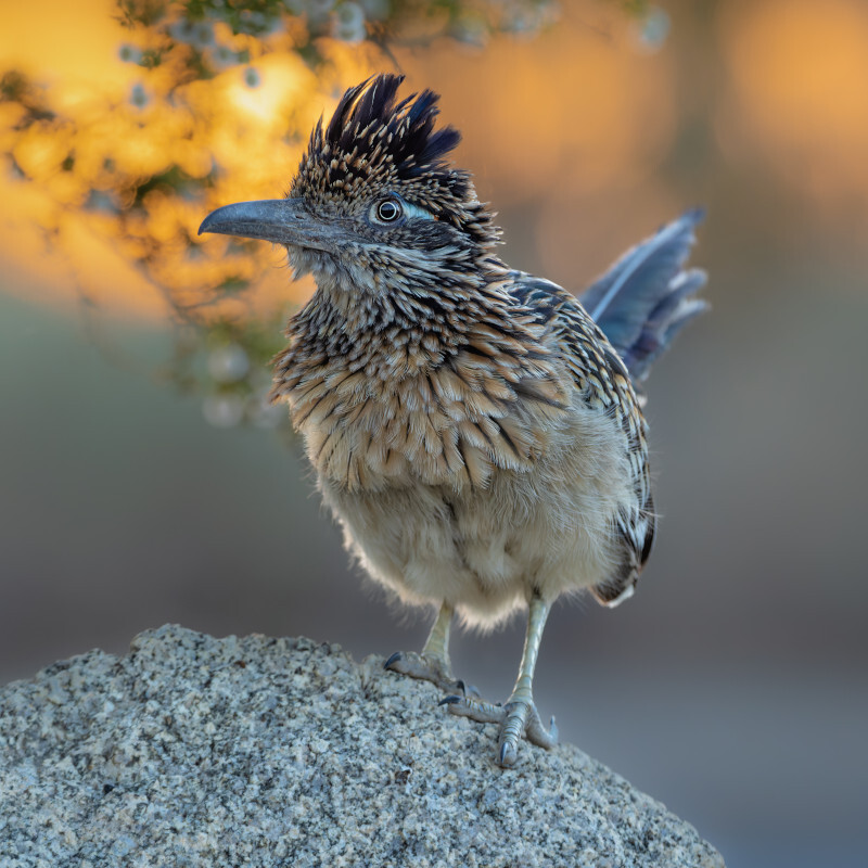 A Greater Roadrunner stands on a rock in golden hour light.