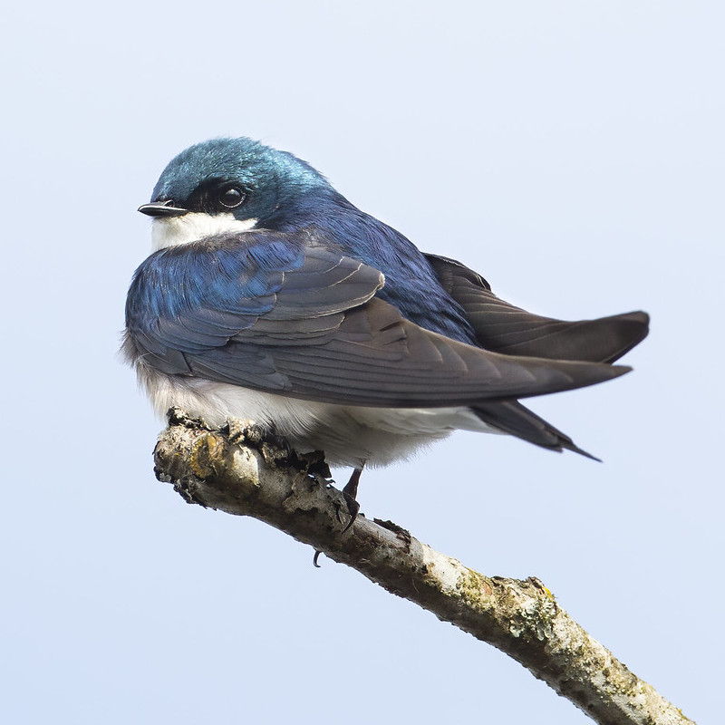 A male Tree Swallow perched on the tip of a leafless twig.