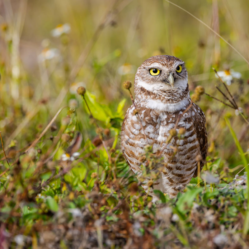 Photo of a Burrowing Owl standing in grass.