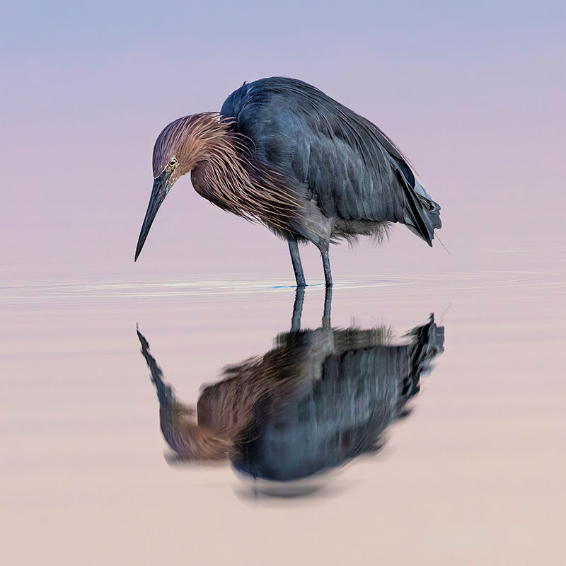 Reddish Egret wadding in a body of water. 
