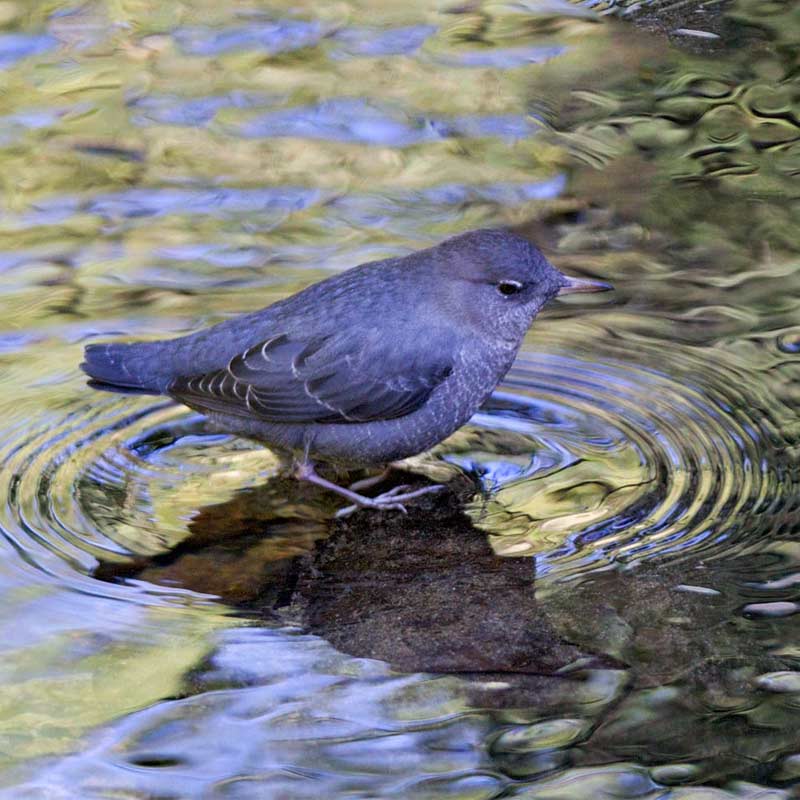 Photograph of an American Dipper in water. Credit: Ian H Neilson/GBBC