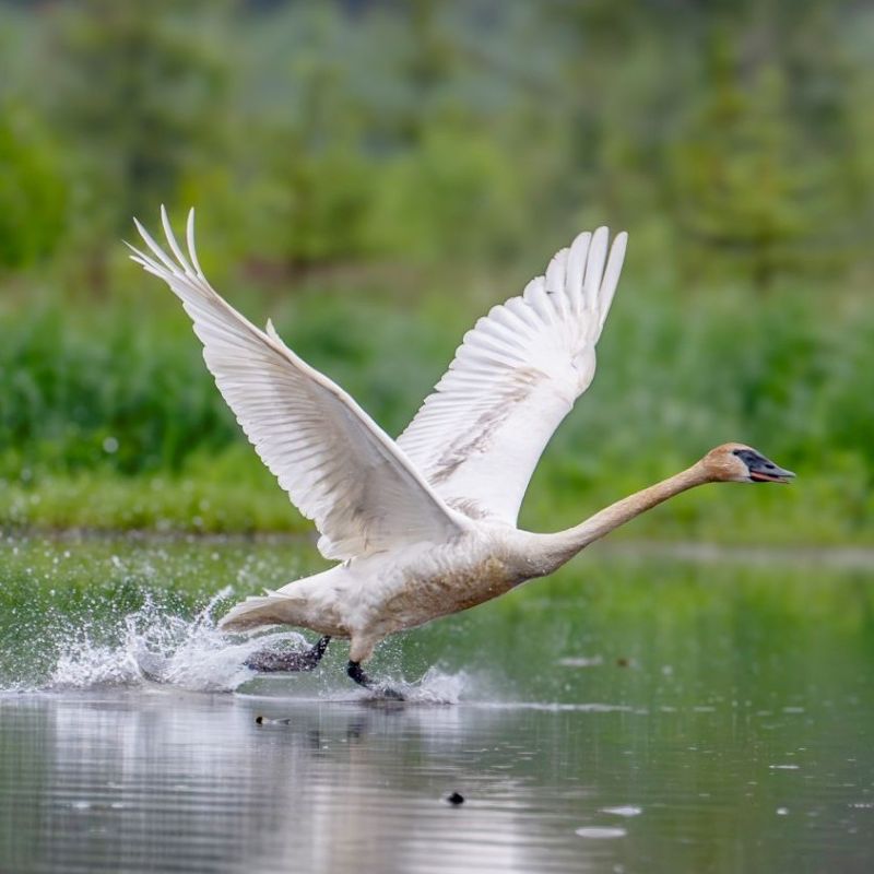 A Trumpeter Swan starts to take off from shallow water.