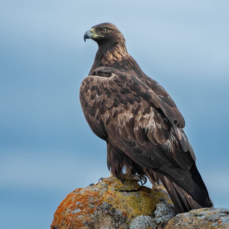 A Golden Eagle perches majestically on a rock covered in colorful lichen.