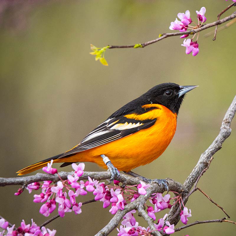 Photo of a male Baltimore Oriole in profile, perched on a branch with pink blossoms.