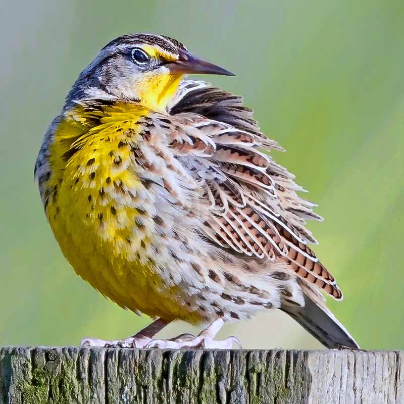 A Western Meadowlark perches on a post.