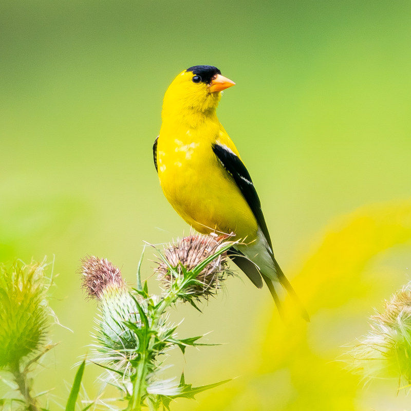 A bright yellow male American Goldfinch perches on a purple thistle.