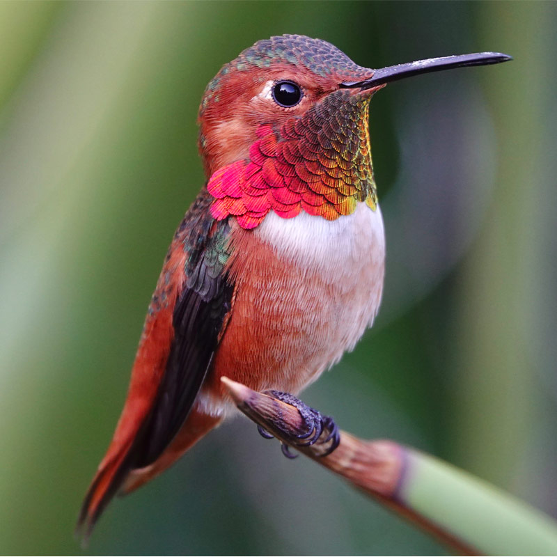 Allen's Hummingbird.