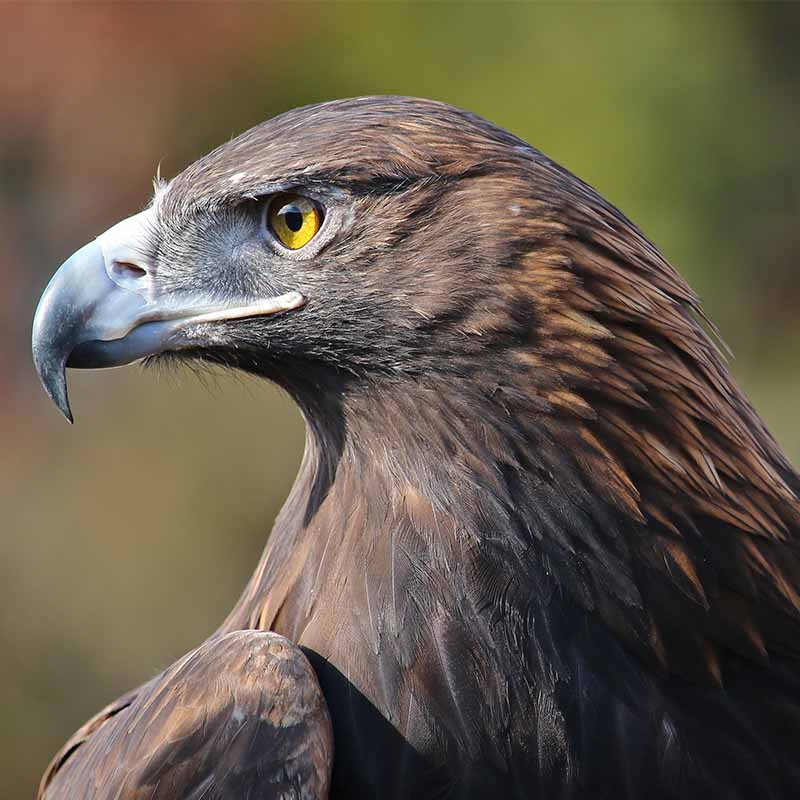 Golden Eagle.