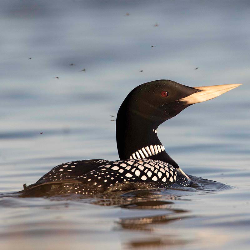 Yellow-billed Loon.