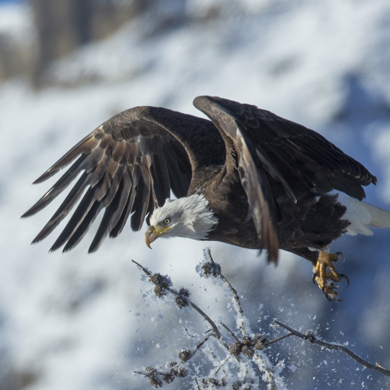 A Bald Eagle takes off from a snowy branch in a snow-covered mountainous region.