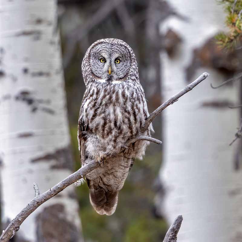 A Grey Owl in a woodland perched on a bare thin tree branch.