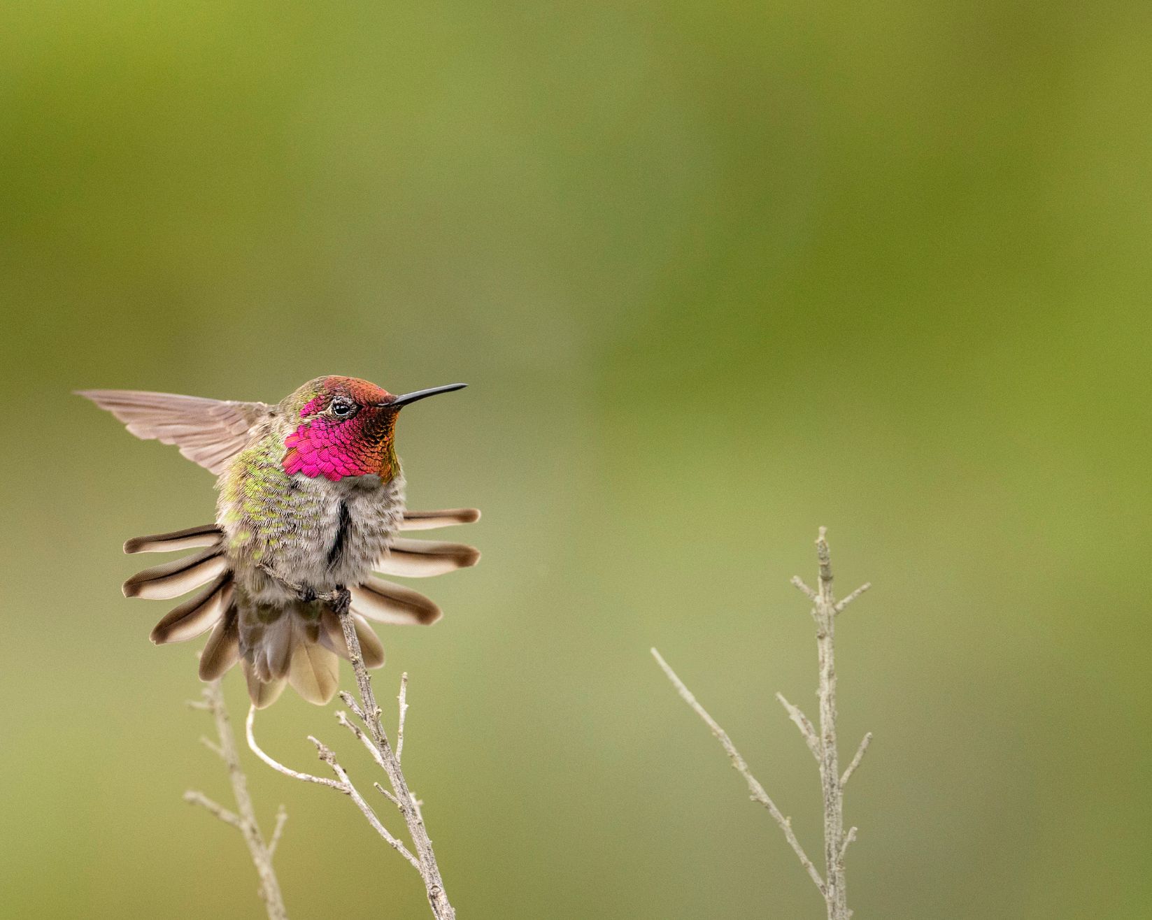 Anna's Hummingbird. Photo: Robert Gloeckner/Audubon Photography Awards.