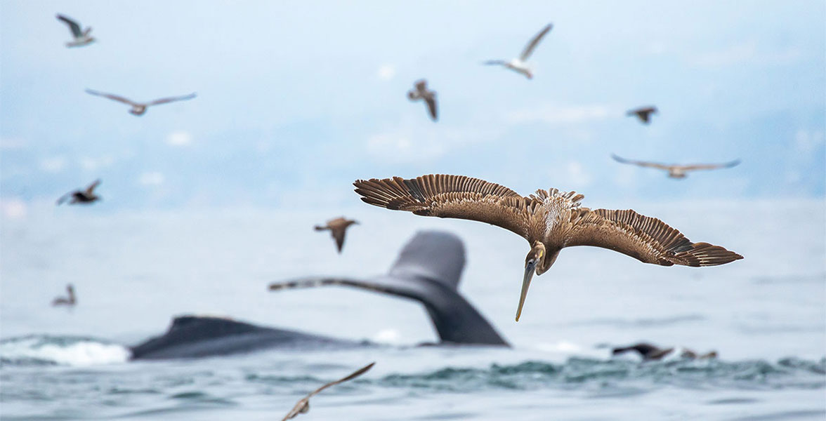 Brown Pelican.