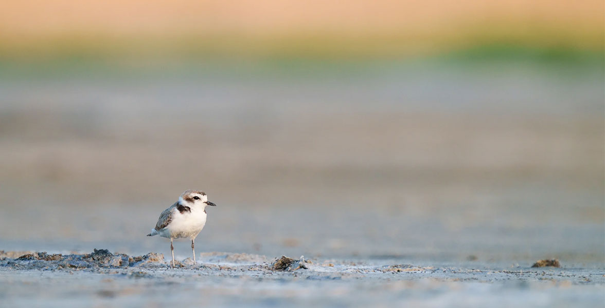 An adult Snowy Plover stands in a saline mudflat on the south shore of Great Salt Lake.