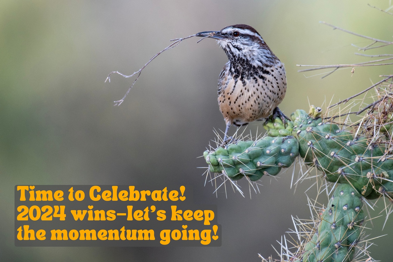 A Cactus Wren perched on a cactus, holding a twig in its beak, against a blurred desert background. Text reads: "Time to Celebrate! 2024 wins—let's keep the momentum going!"